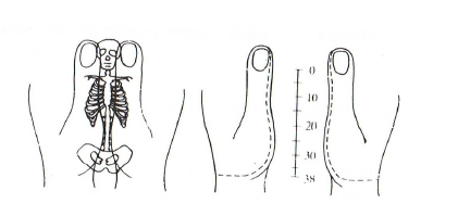 Zones massage métamorphique